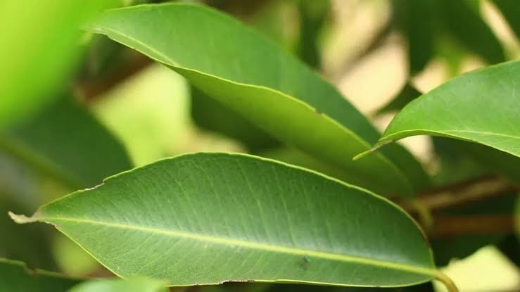 Dry Jamun Leaf , Indian Java Leaf Dried, Tea Grade, Food Grade Black Plum Leaf