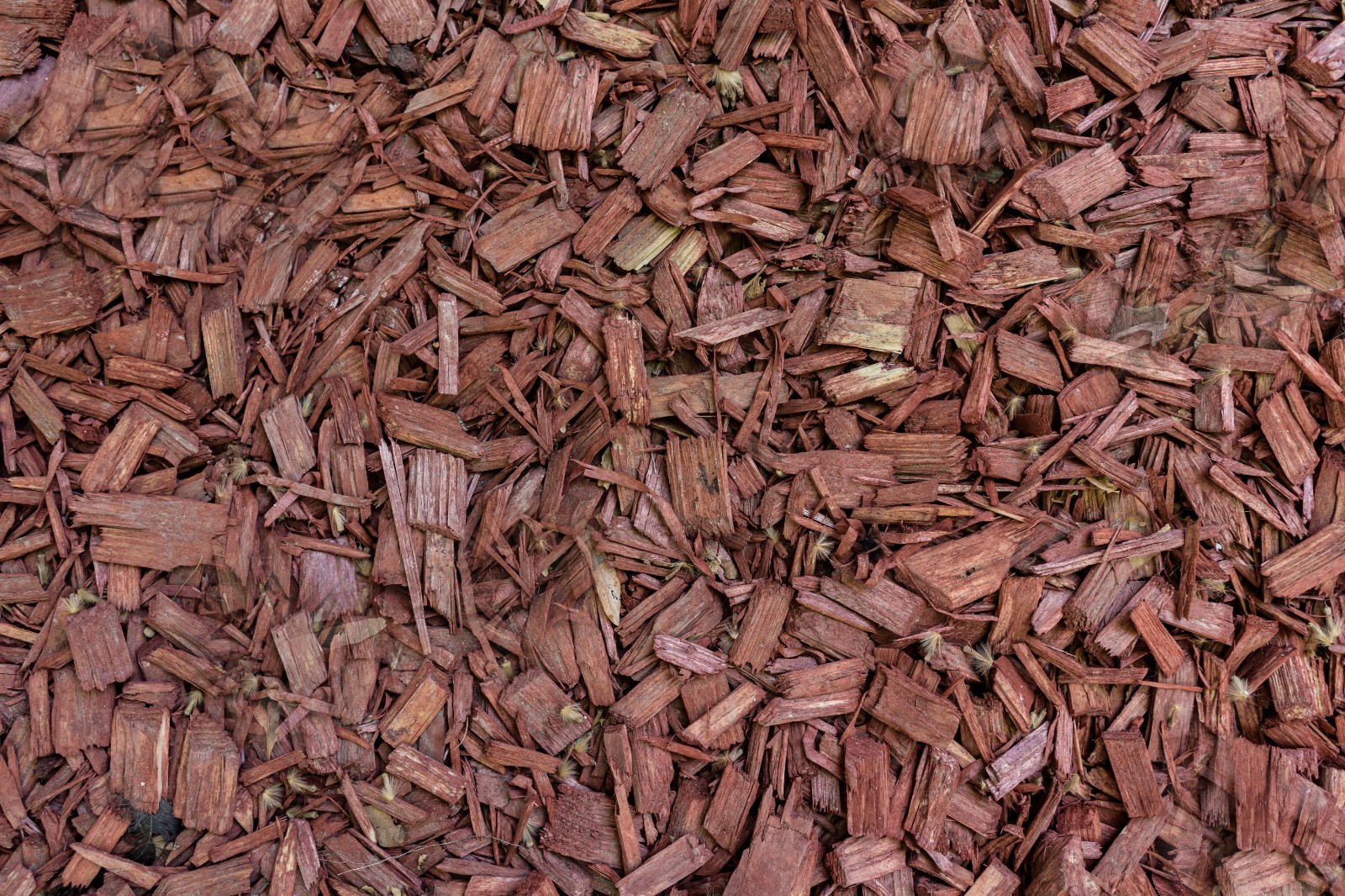 ARJUNA TREE BARK TERMINALIA Free Shipping 50g to 200g Free shipping