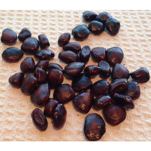 Tamarind Seeds Imli Beej Imli املی Seed Natural Premium quality Free shipping