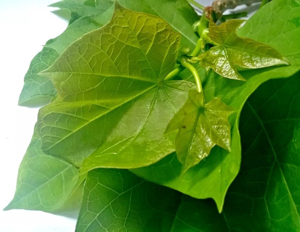 70g Dried Jatropha Curcas Leaf Powder Green 100% Natural Raw Botanical Sri Lanka
