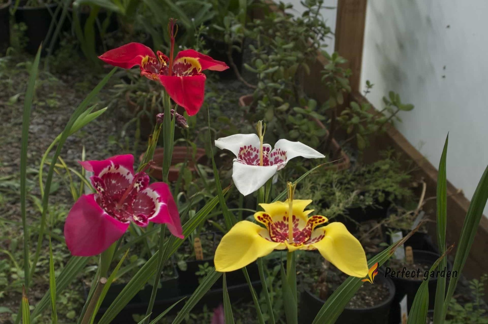 100 Seeds Tigridia Pavonia Mexican Shellflower Peacock Jaguar Flower Tiger Iris