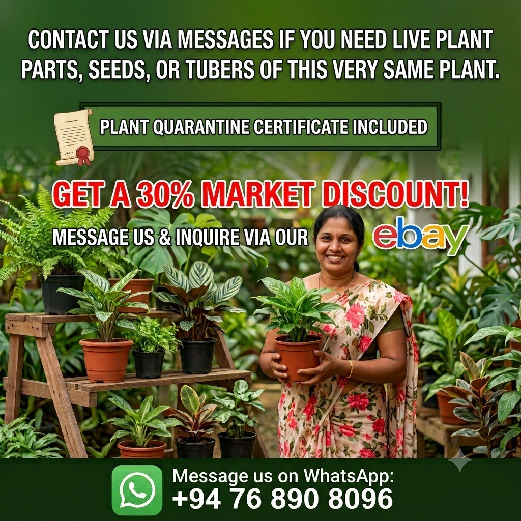 Dried Osbeckia Octandra Leaves- Organic Melastoma octandrum Leaves – Free Ship
