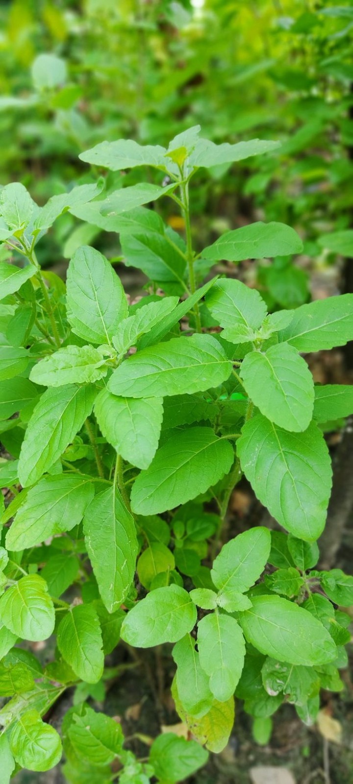 Dried Tulsi Leaves, Tulsi Holy Basil, Ocimum Sanctum, Loose Leaf, 100g