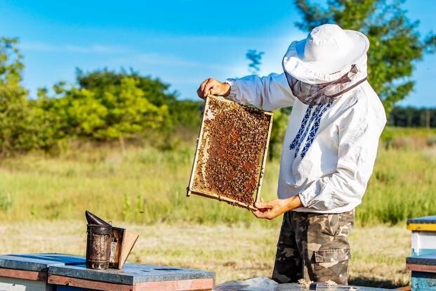 Organic Raw Bee Propolis From Beekeeper, Natural Antibiotic, Natural Treatment