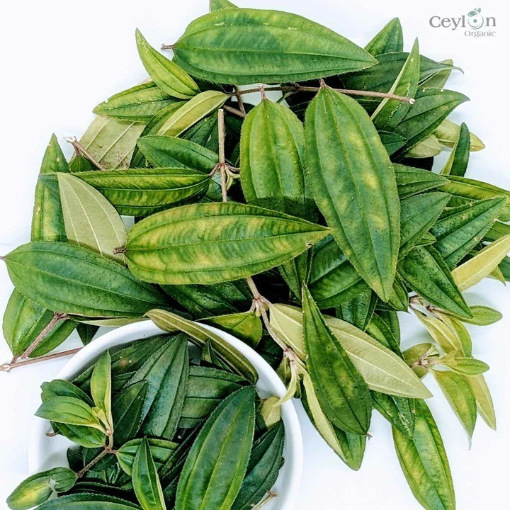 Dried Osbeckia Octandra Leaves- Organic Melastoma octandrum Leaves – Free Ship