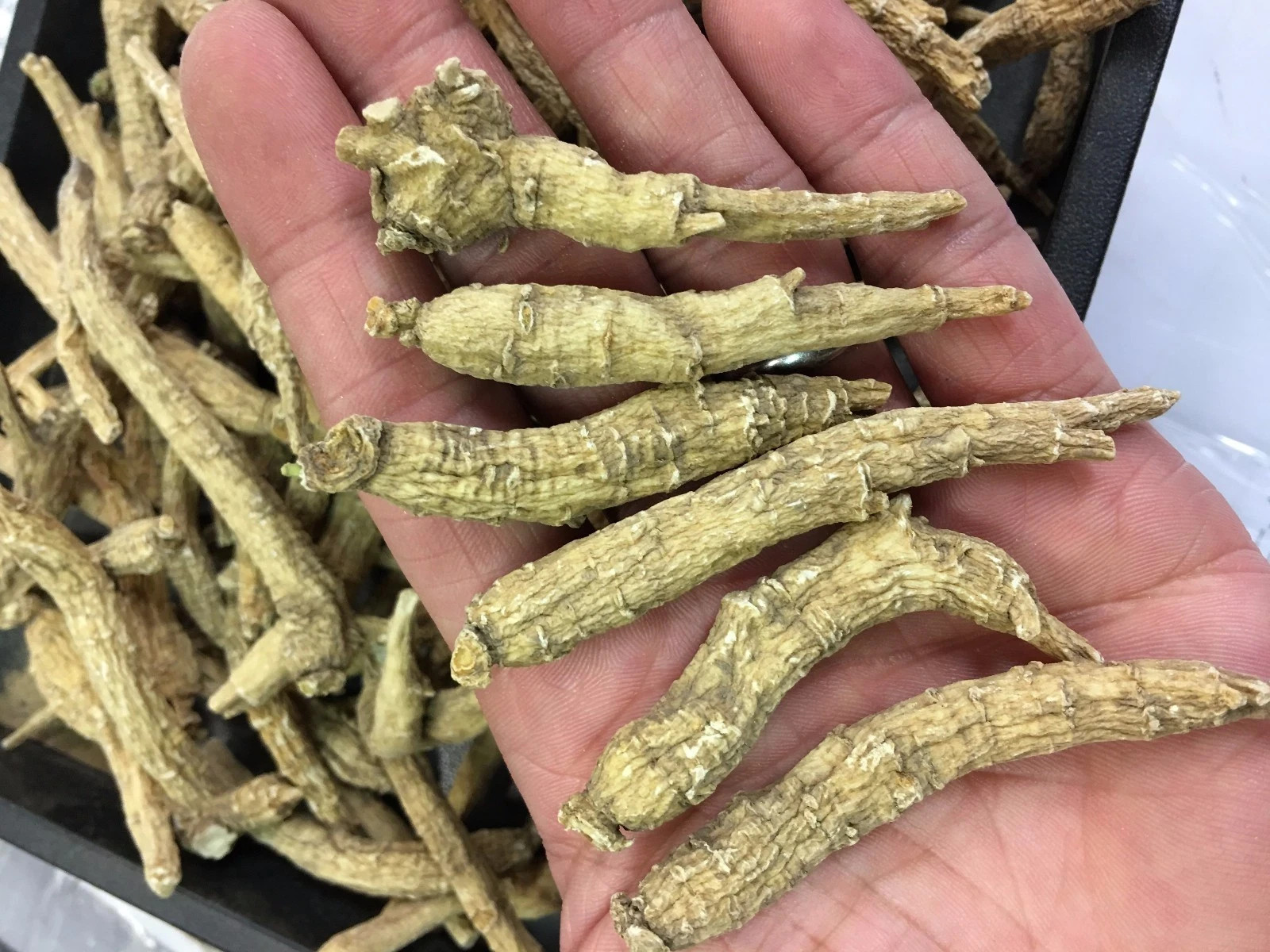 Lot Sale 3LBs Wholesale 100% American Wisconsin Long Ginseng 正宗美国威州正品小统参/花旗参-3磅装