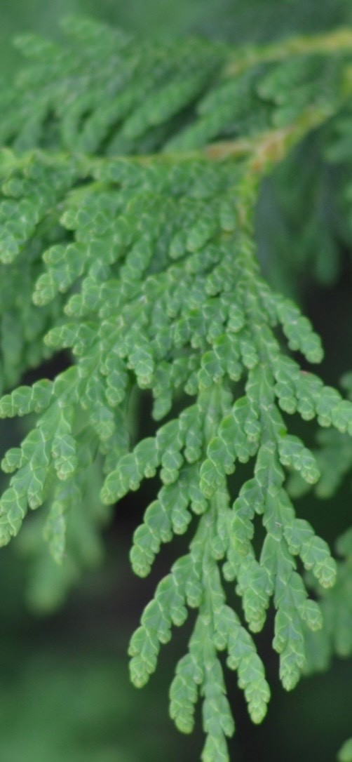 Cedar leaf(Thuja Occidentalis)essential oil