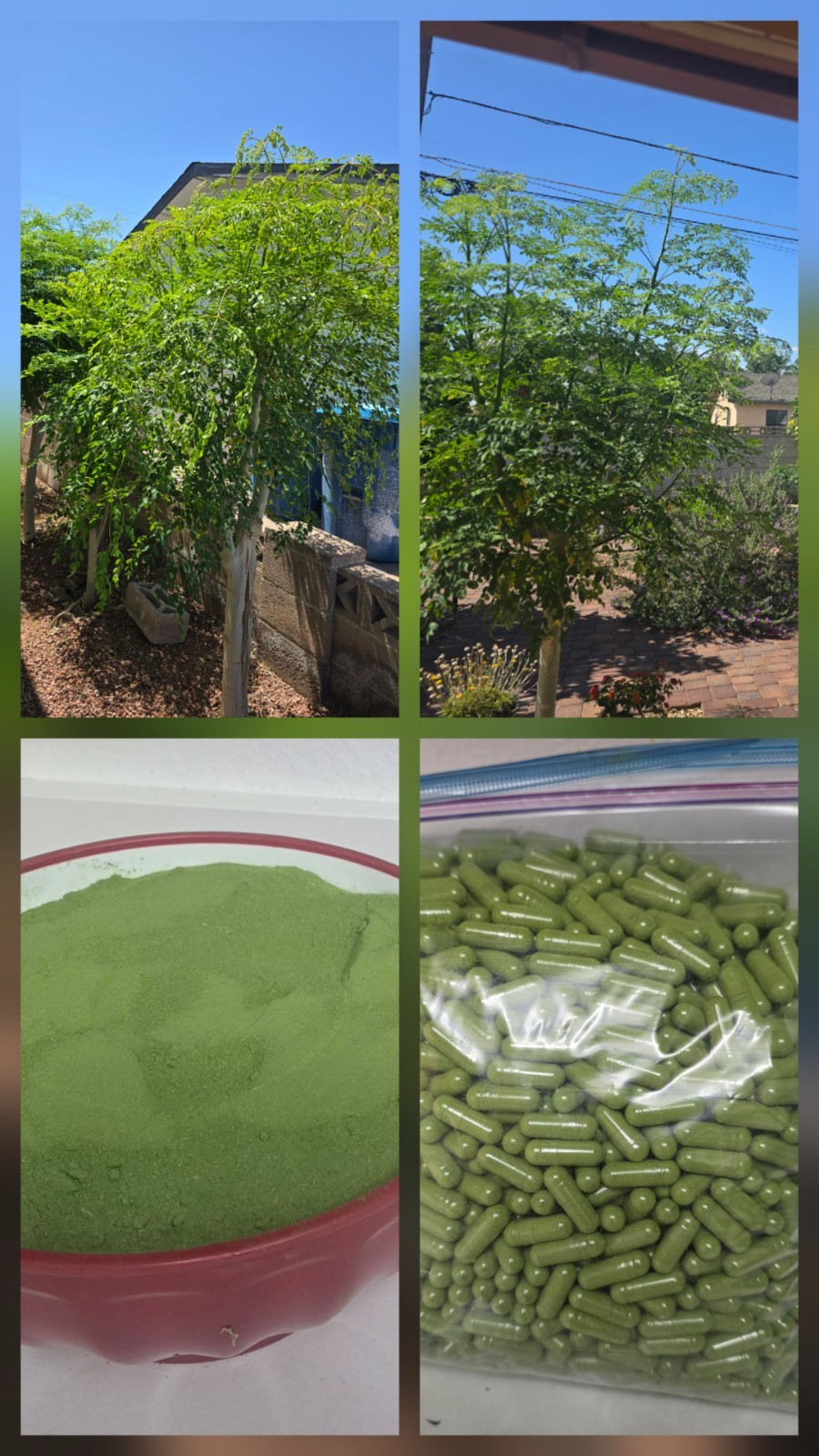Moringa Powder Capsules
