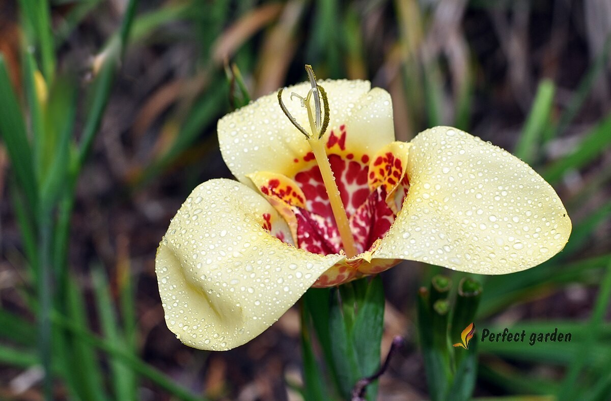 100 Seeds Tigridia Pavonia Mexican Shellflower Peacock Jaguar Flower Tiger Iris