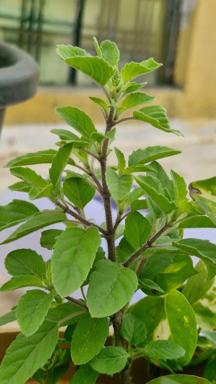 Dried Tulsi Leaves, Tulsi Holy Basil, Ocimum Sanctum, Loose Leaf, 100g