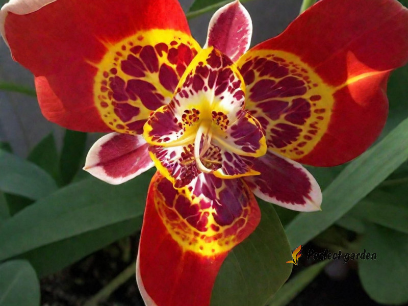 100 Seeds Tigridia Pavonia Mexican Shellflower Peacock Jaguar Flower Tiger Iris
