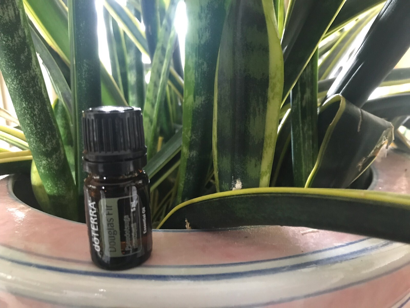 doTERRA Douglas Fir 5 mL Essential Oil NEW & SEALED Exp 07/28