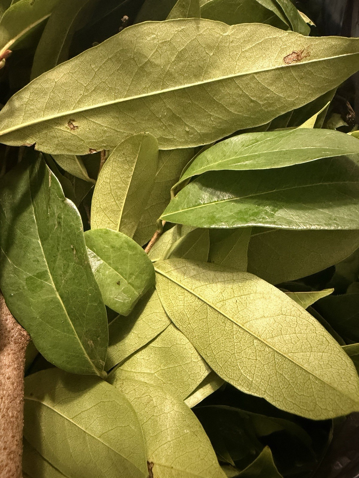 Soursop leaves, leaf, Natural organic graviola leaves tea from haiti fey korosol