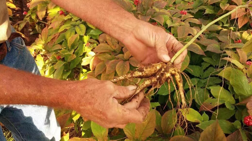 Lot Sale 3LBs Wholesale 100% American Wisconsin Long Ginseng 正宗美国威州正品小统参/花旗参-3磅装