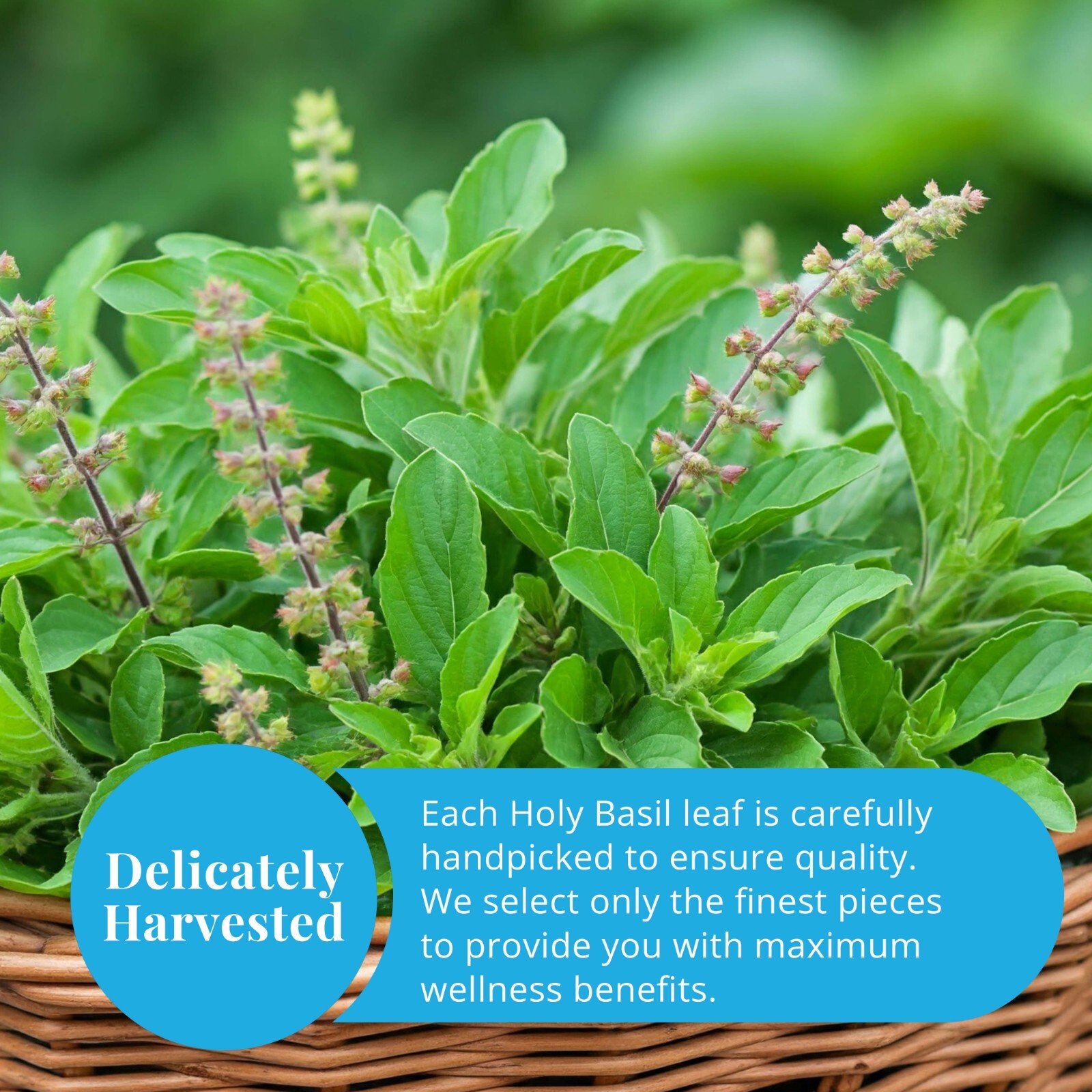 Pure Dried Holy Basil Leaves, Tulsi Tea, Loose Leaf, Anxiety & Stress Tea 2.6oz