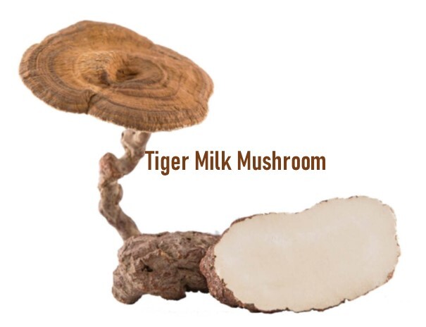 Lignosus Improve Respiratory Tiger Milk Mushroom: 60 Capsules x 500mg