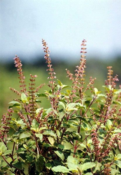 Dried Tulsi Leaves, Tulsi Holy Basil, Ocimum Sanctum, Loose Leaf, 100g