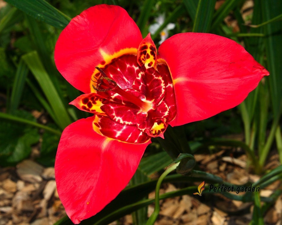 100 Seeds Tigridia Pavonia Mexican Shellflower Peacock Jaguar Flower Tiger Iris