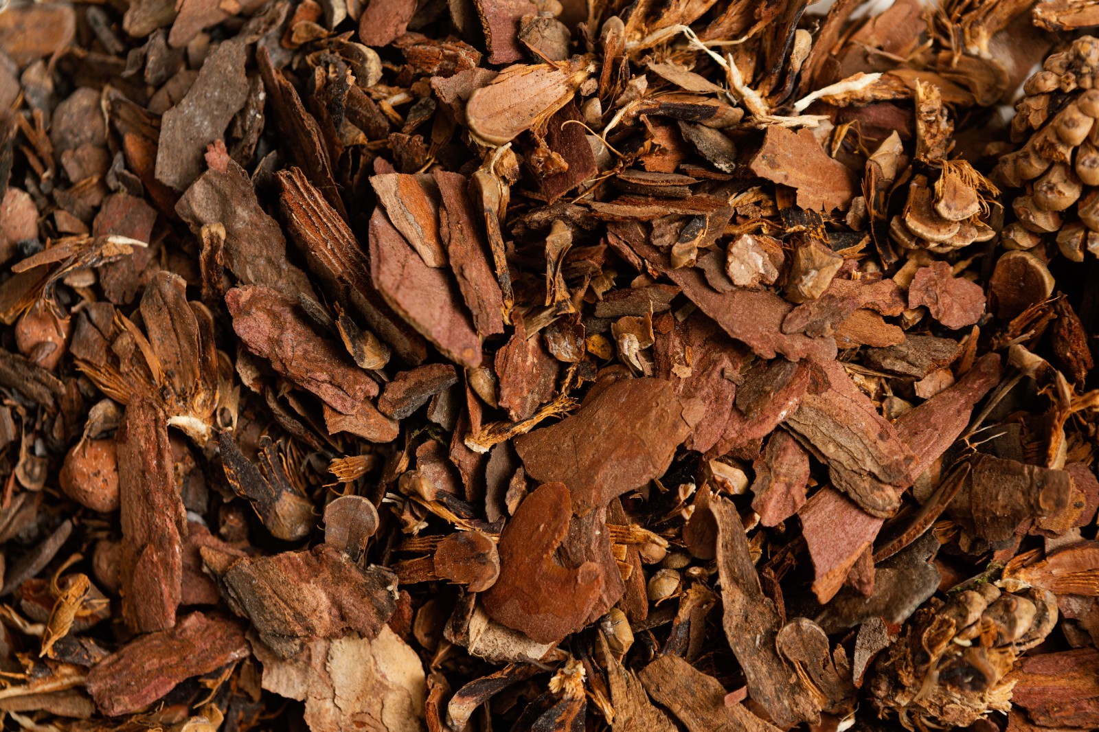 ARJUNA TREE BARK TERMINALIA Free Shipping 50g to 200g Free shipping