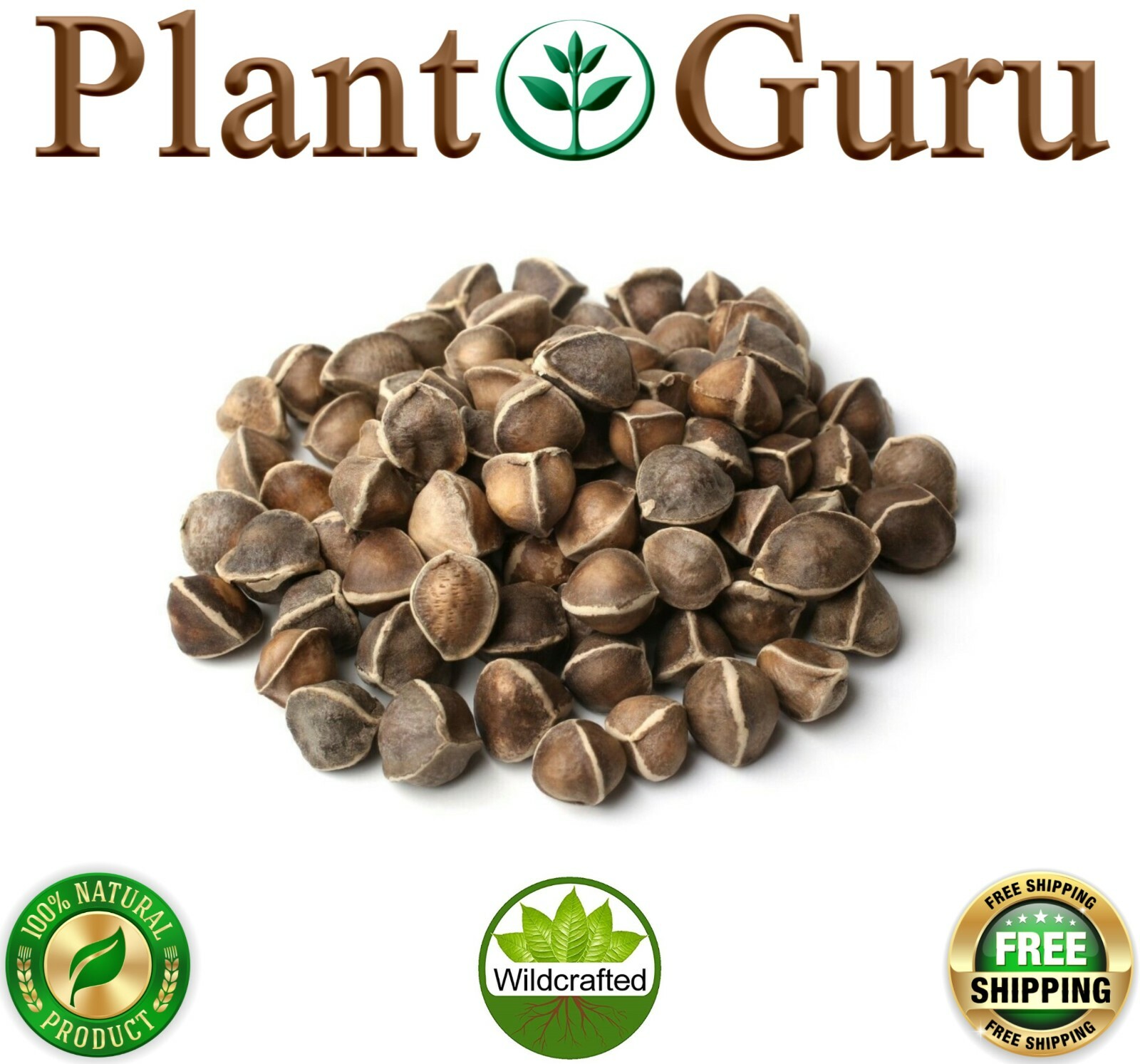 Moringa Oleifera Seeds WINGLESS Fresh Organic Semillas de Moringa Bulk Wholesale