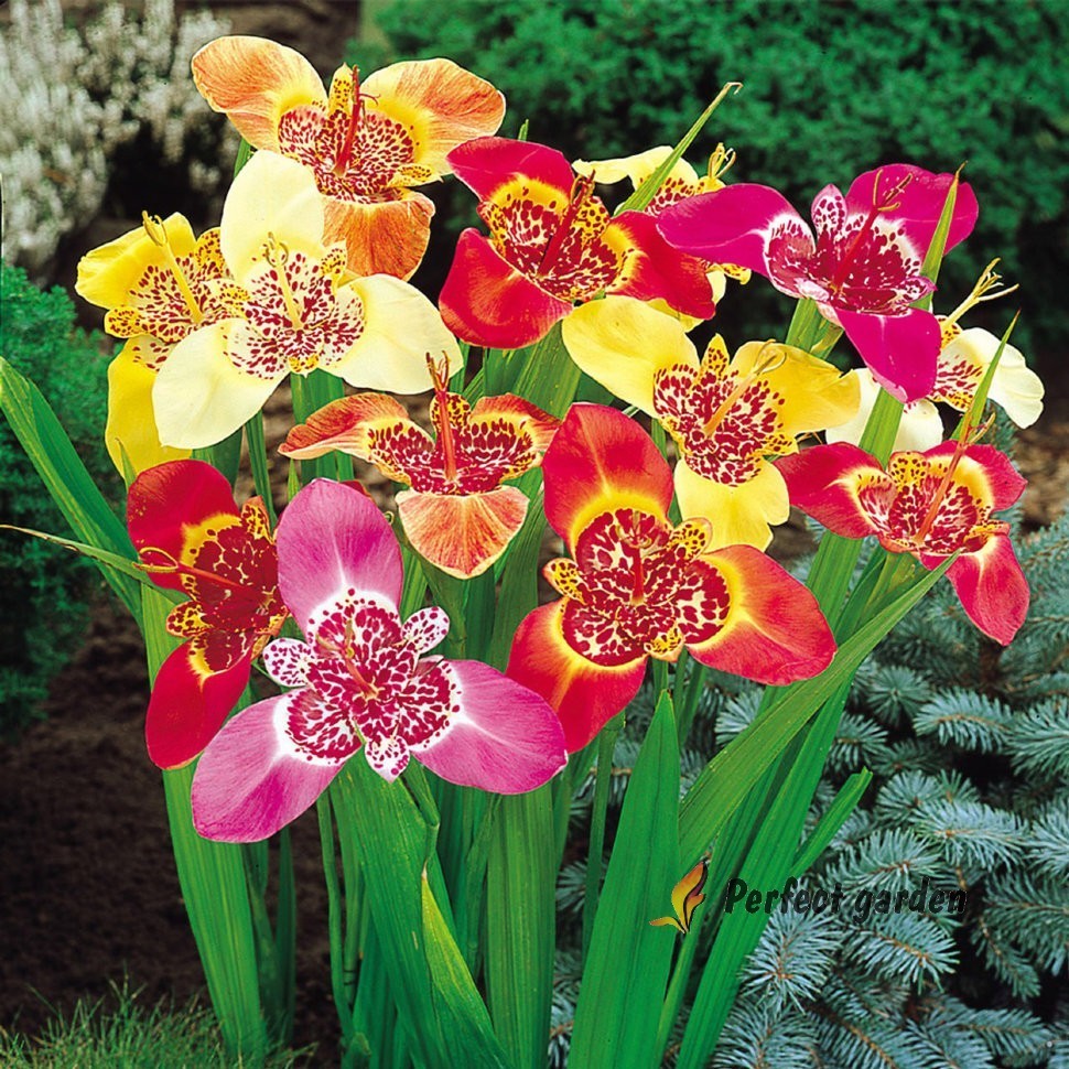 100 Seeds Tigridia Pavonia Mexican Shellflower Peacock Jaguar Flower Tiger Iris
