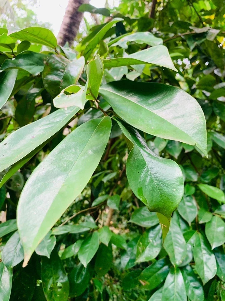 Dried Soursop leaves 300+ leaves / 100% Organic natural Guanabana Graviola