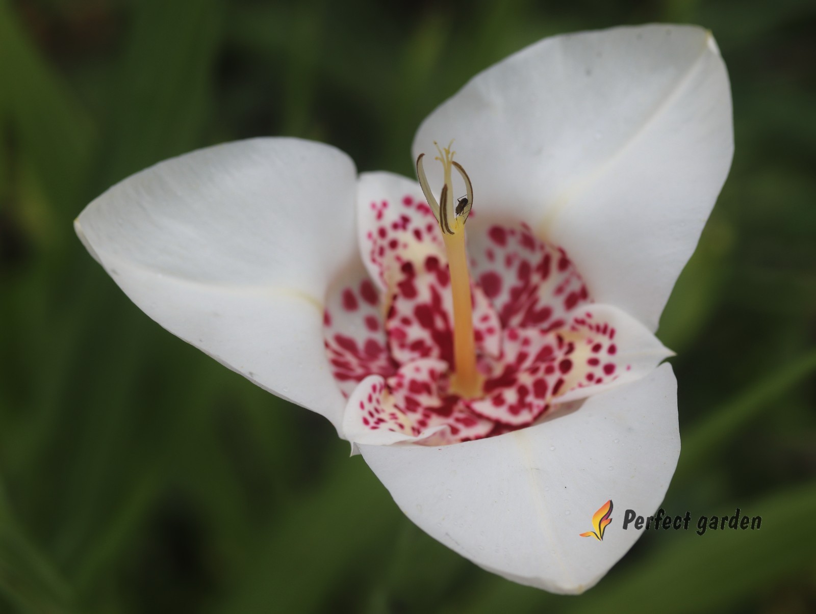 100 Seeds Tigridia Pavonia Mexican Shellflower Peacock Jaguar Flower Tiger Iris